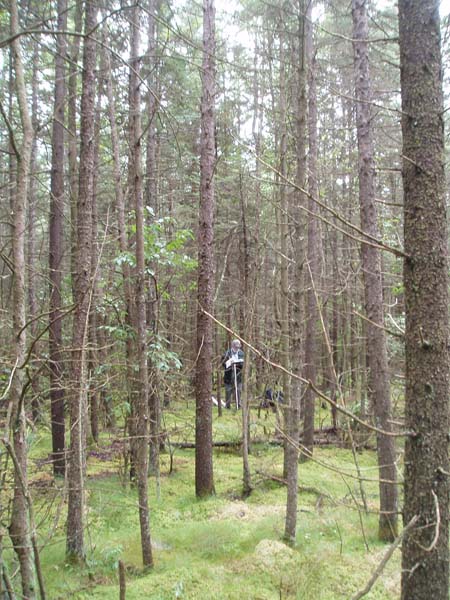 Red Spruce Palustrine Forest